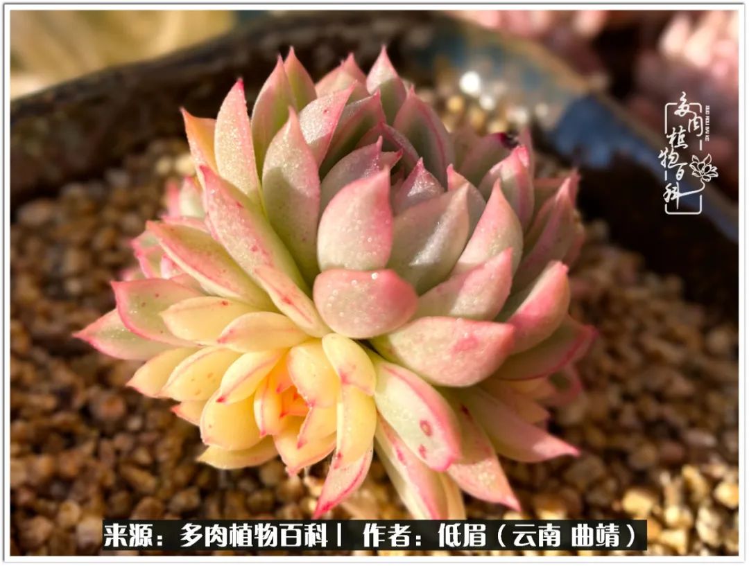 玉露多肉冬季分盆,玉露多肉怎样才能晶莹剔透