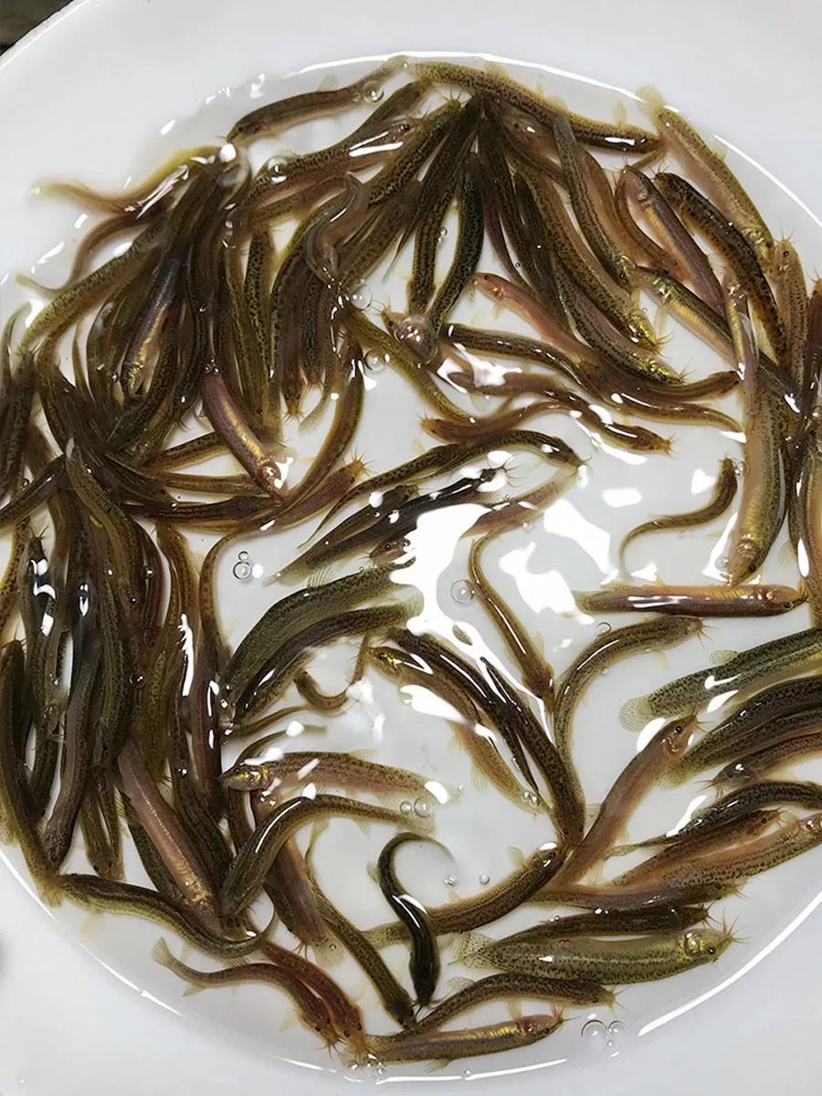 中国常见的淡水鱼全部图片,史上最全的淡水鱼图集