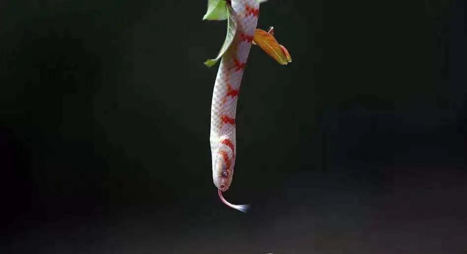 每晚枕着上万条蛇入眠,这里的村民为了脱贫能有多拼?