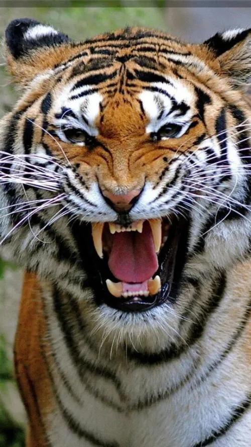 带虎的成语50个,带虎的简单成语200个