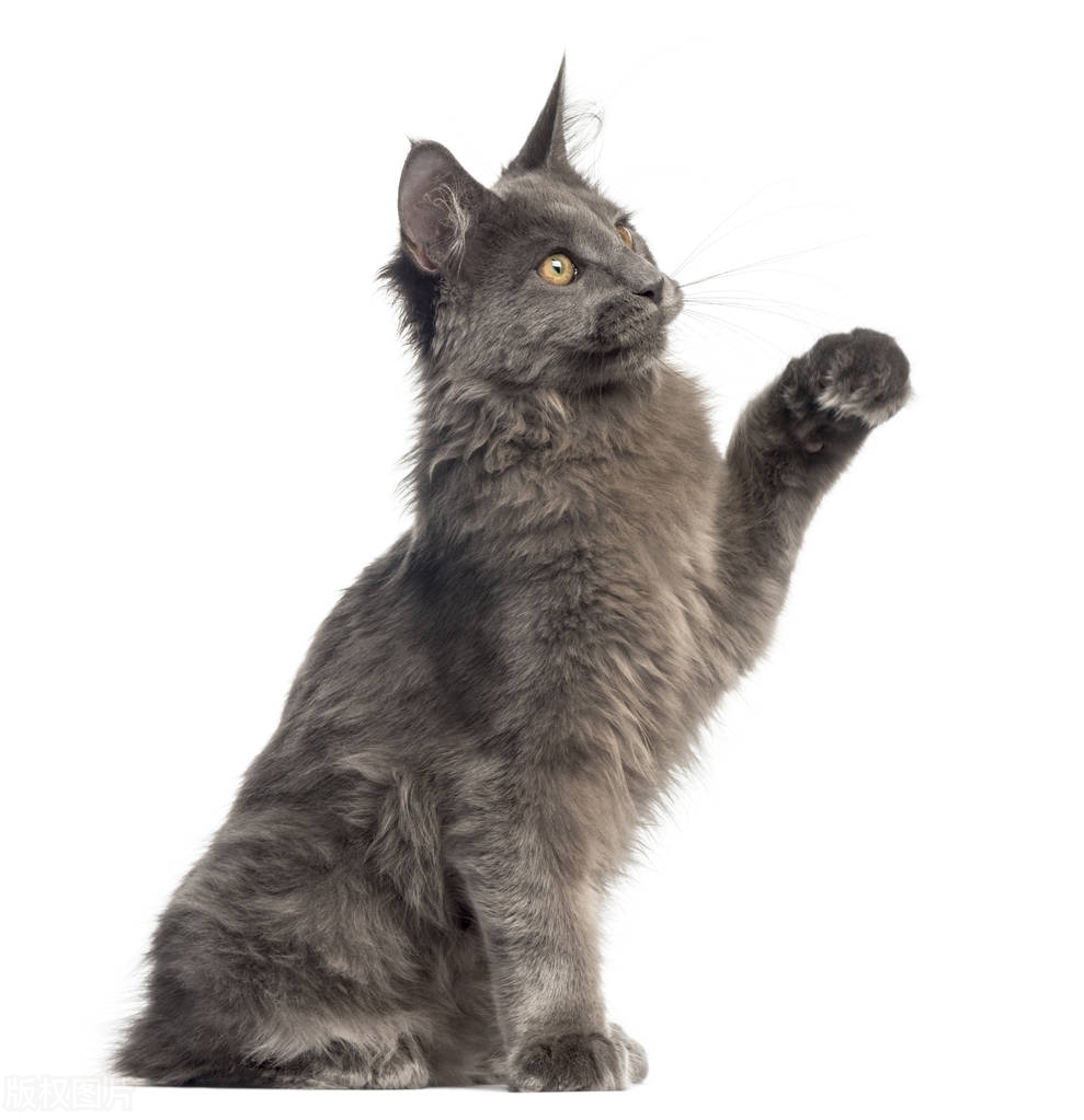 猫咪用品必买清单大全,推荐购买猫咪用品