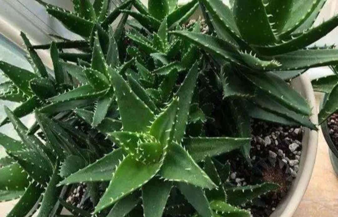 家里什么花不能养释放毒气,自带财气的8种花客厅养