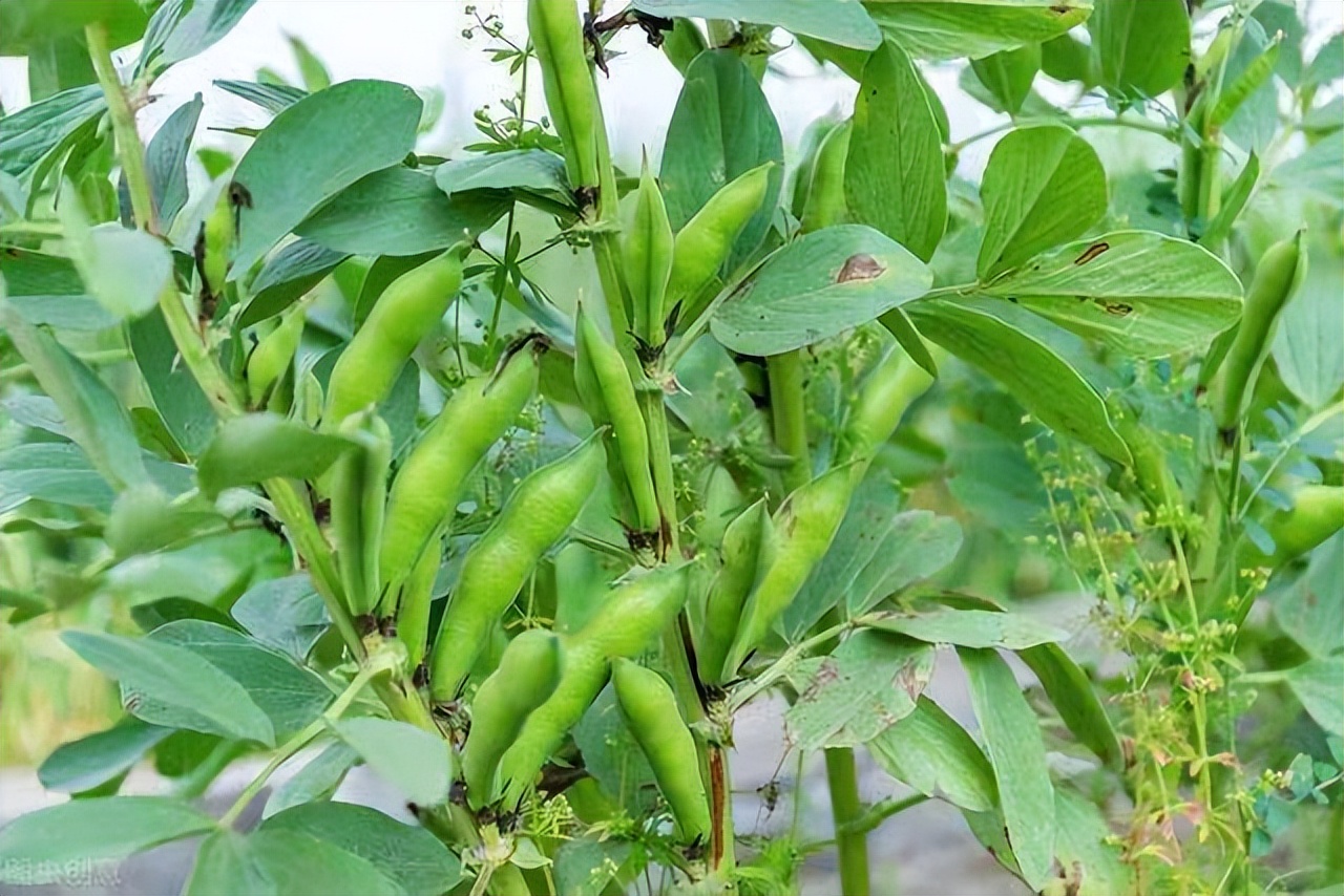 故乡留下太多的记忆,故乡留在我记忆深处的作文