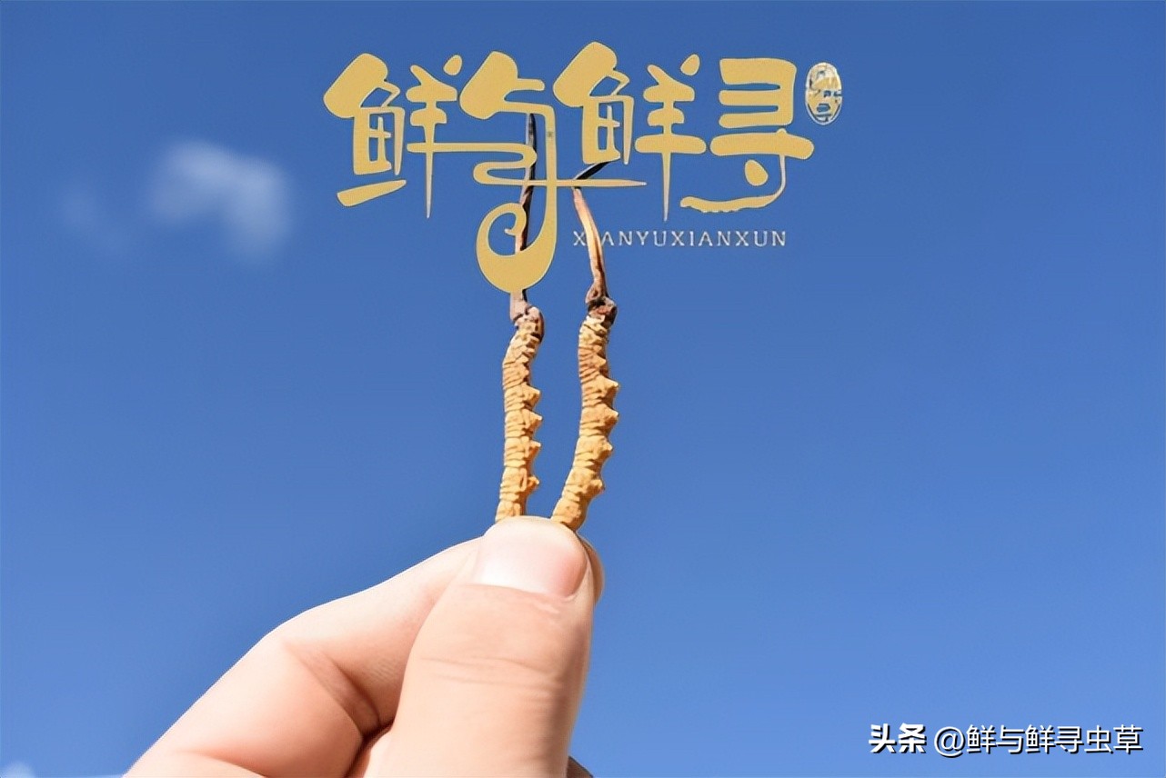 正宗冬虫夏草一斤多少钱,鲜冬虫夏草价格