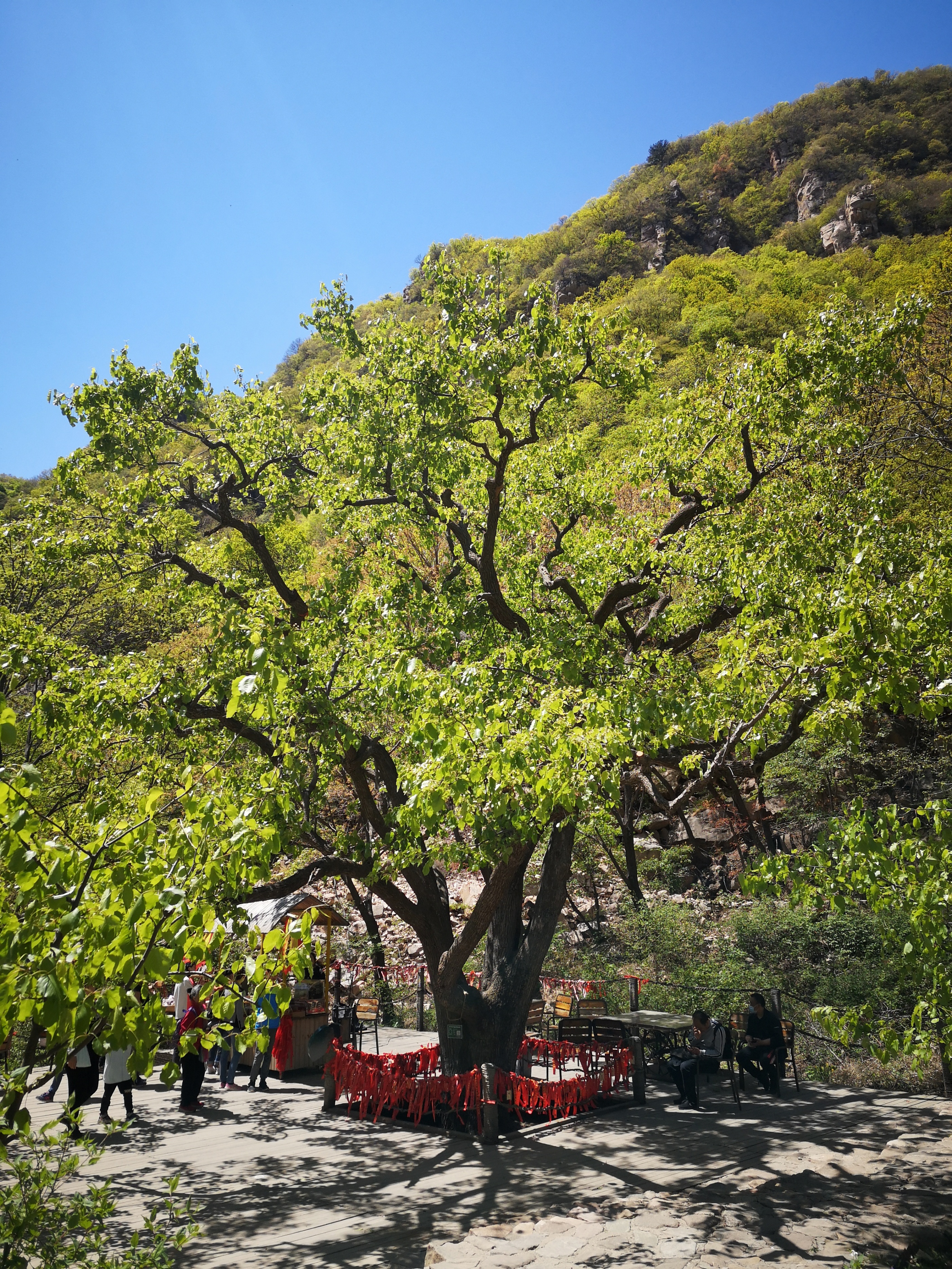 天津梨木台景区值得夏天去的地方,天津蓟县梨木台风景区路线