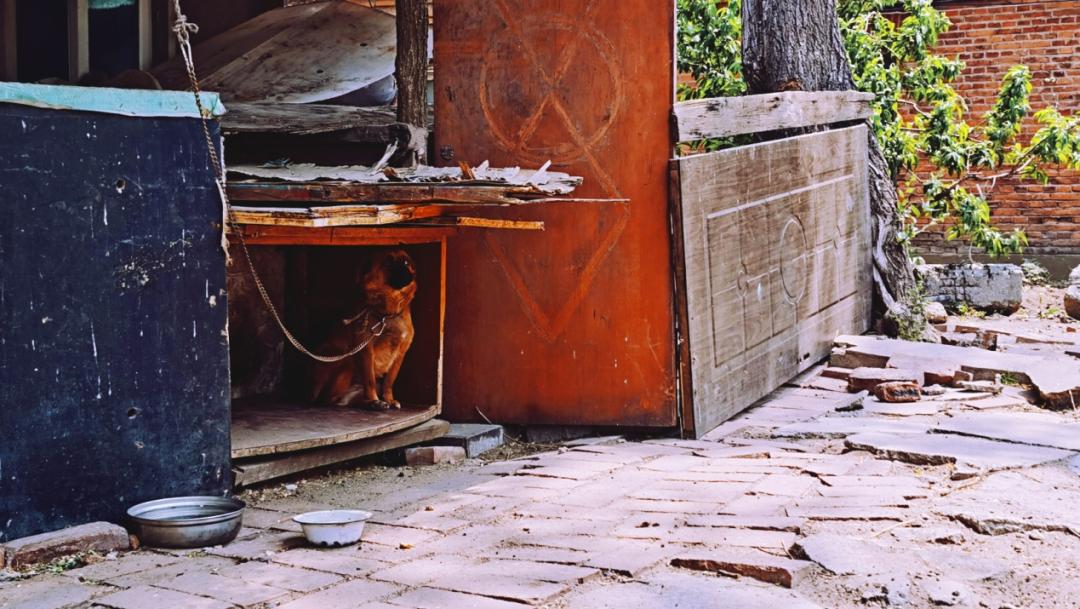 养狗人的视频,养狗人皮肤过敏的症状和表现