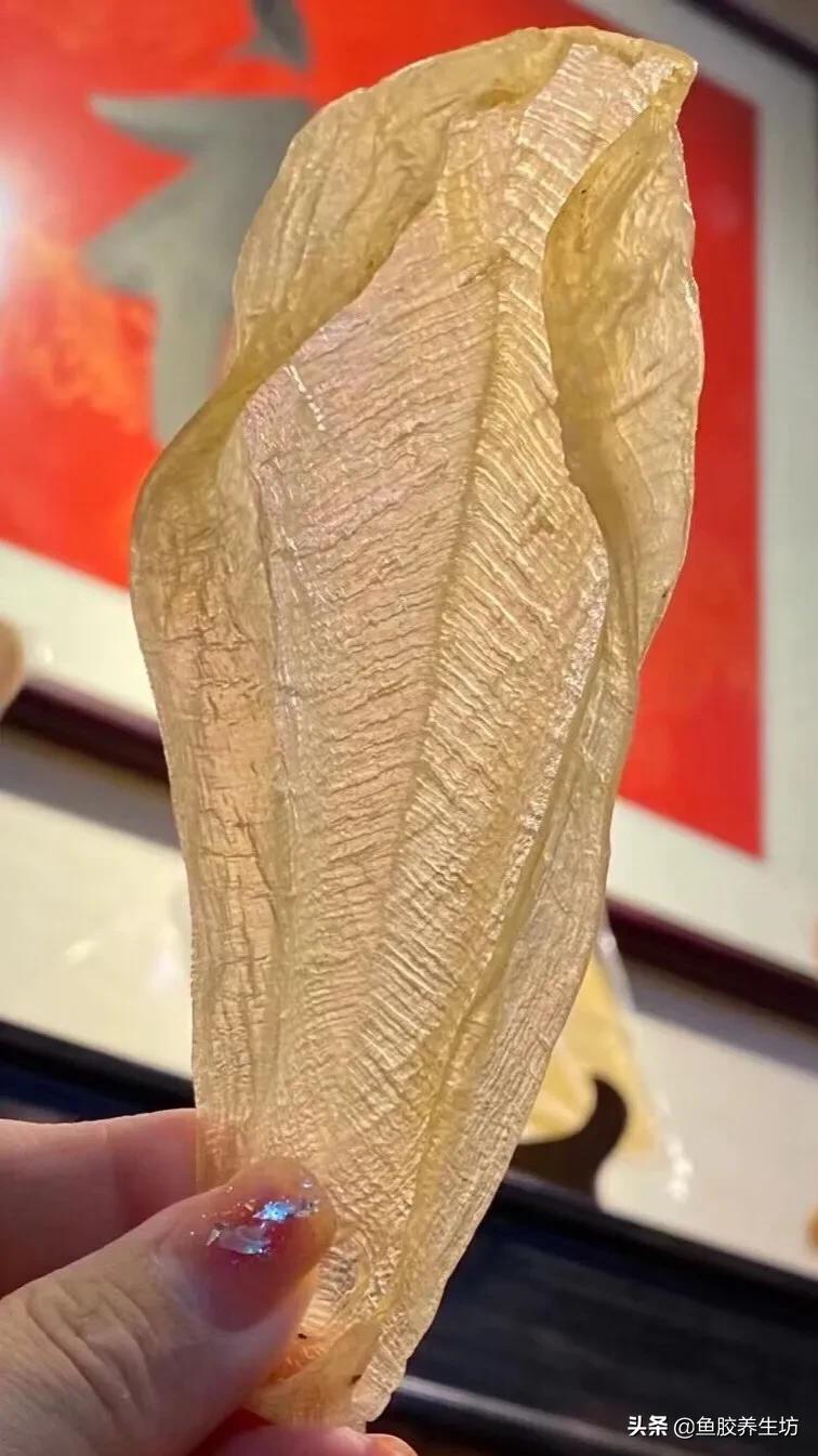 白花胶功效解说图片,养殖白花胶的功效与作用