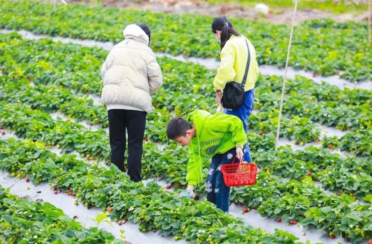 冬日露营围炉煮茶的闲适和惬意,记一次秋天的围炉煮茶露营