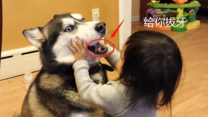 狗狗咬主人的裤腿拔腿就跑,狗狗咬主人裤脚拉着跑