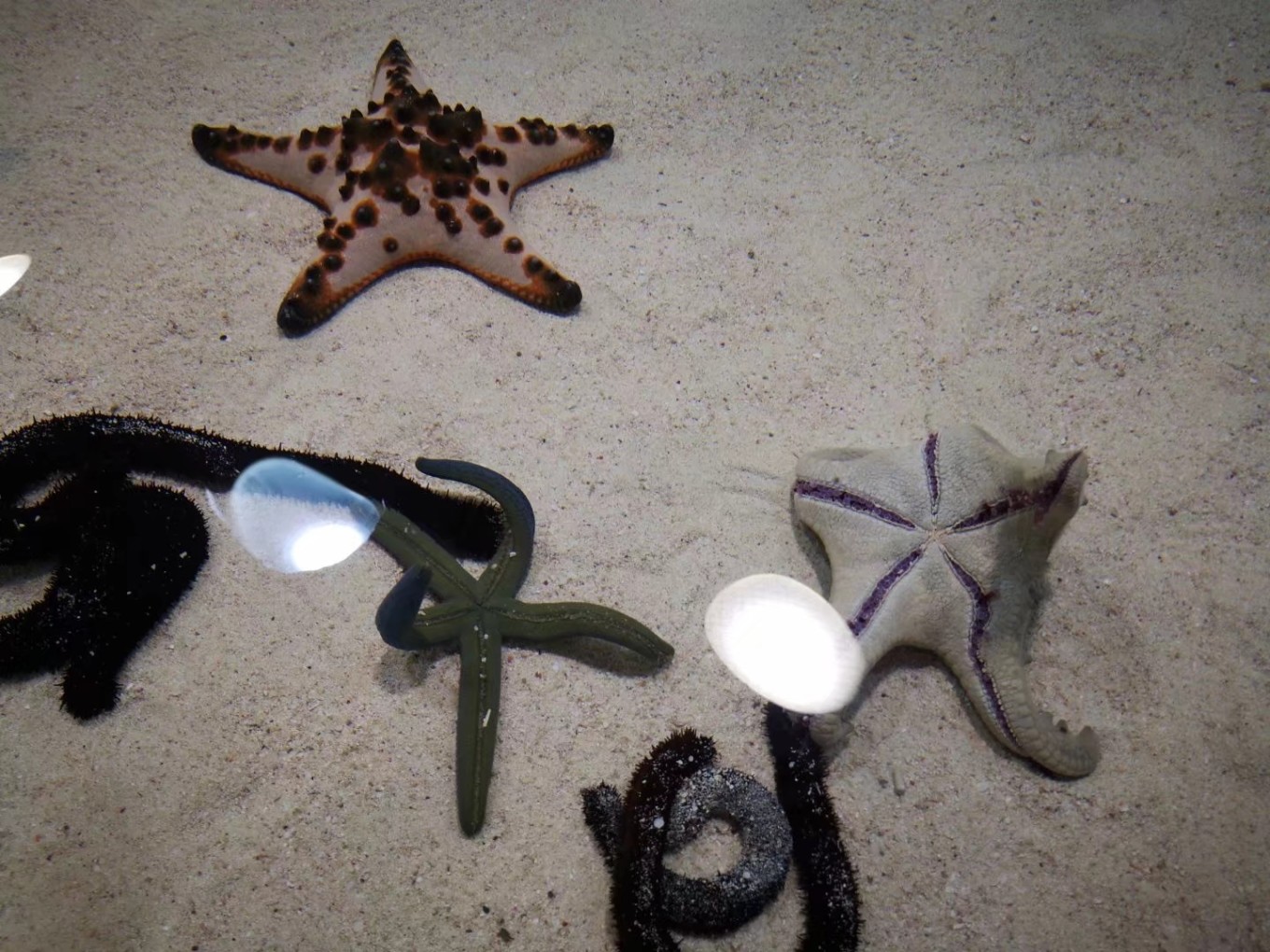 暑期档2019年,2019年暑期档