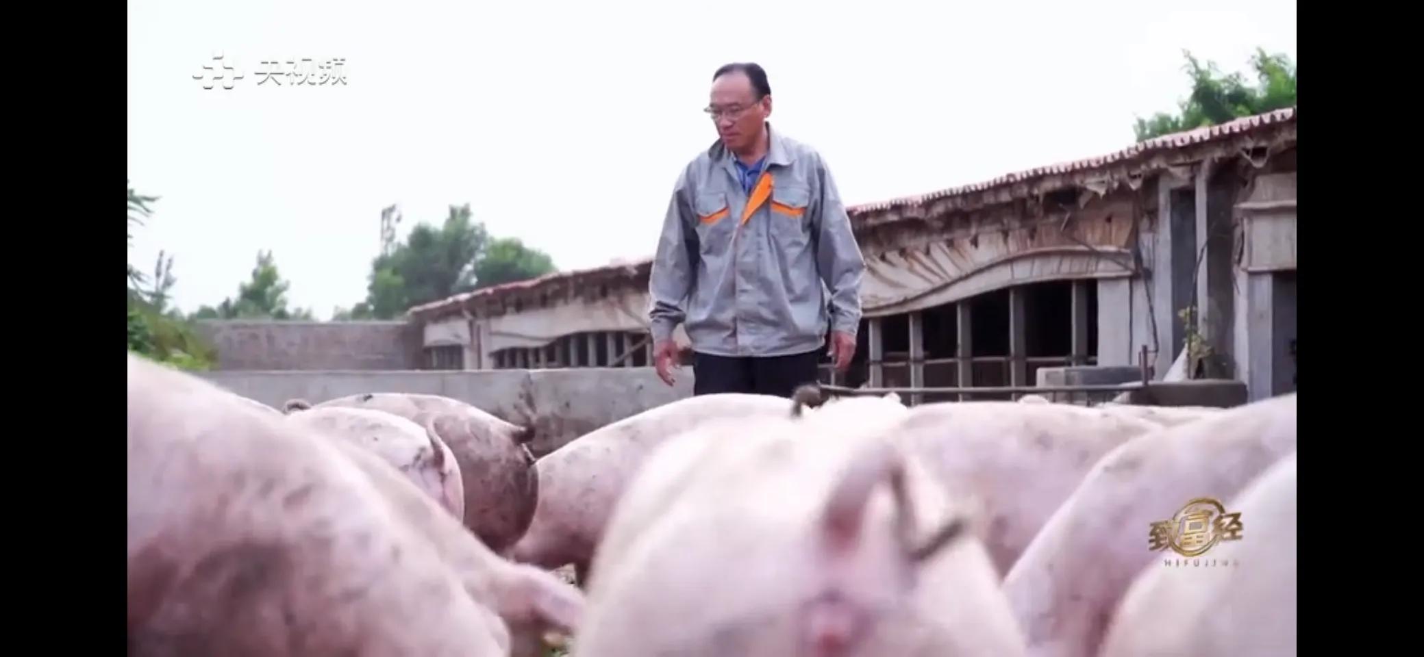 小伙子养猪5年后挣钱5多亿,农村小伙养猪赚过亿