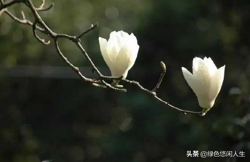 玉堂春富贵指哪些花,玉堂锦绣富贵春寓意