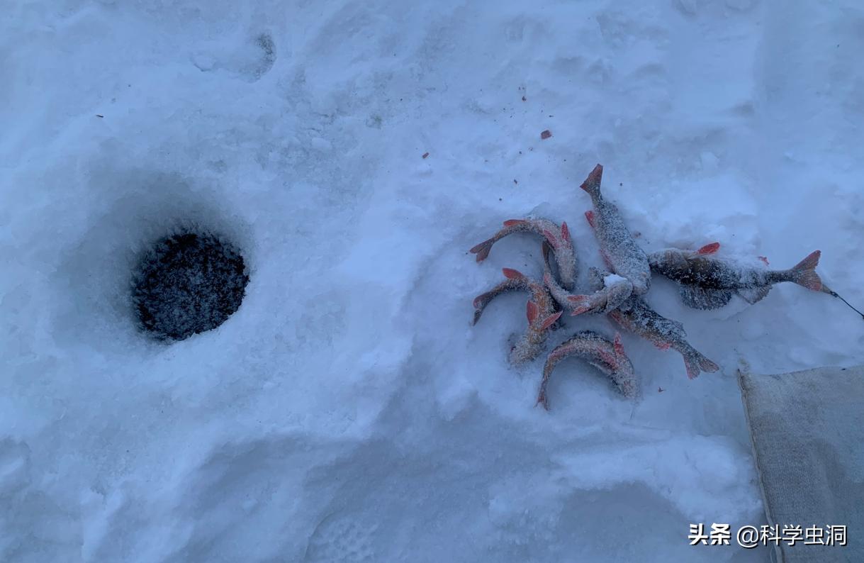 奥伊米亚康极寒气候的原因,侣行极寒之地奥伊米亚康