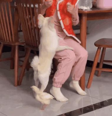 狗狗生吞小鸡挨胖揍，事后铲屎官翻看视频才发现竟是个误会！