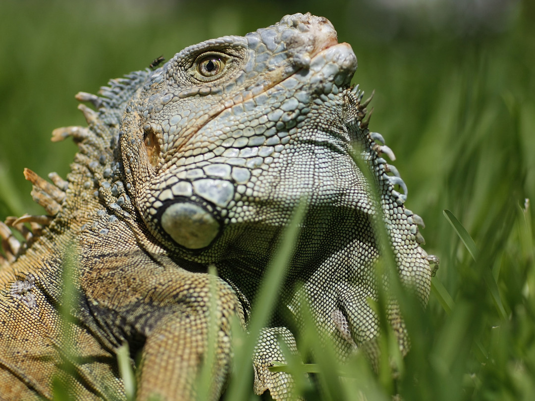太惊悚！厕所传来怪异嘶嘶声，美国老哥掀开马桶盖，差点灵魂出窍
