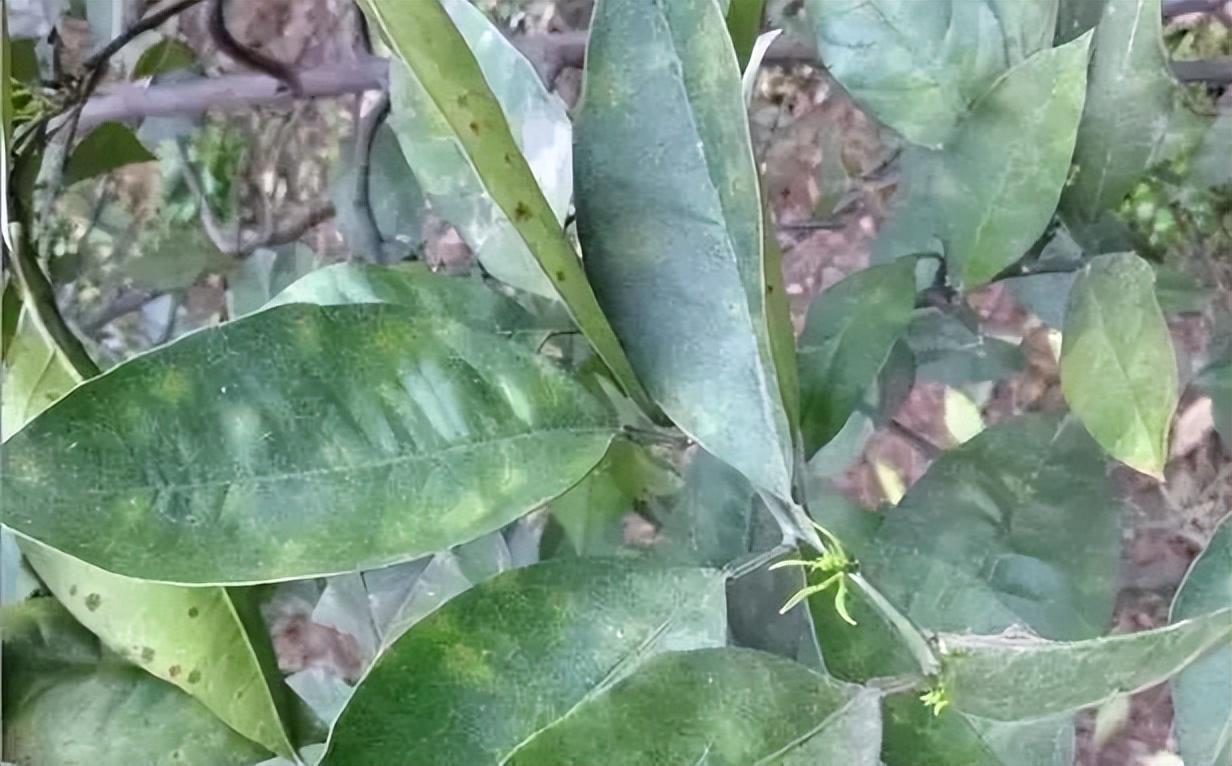 柑橘在成熟时果子返绿是什么原因,柑橘快成熟果皮变麻色怎么回事