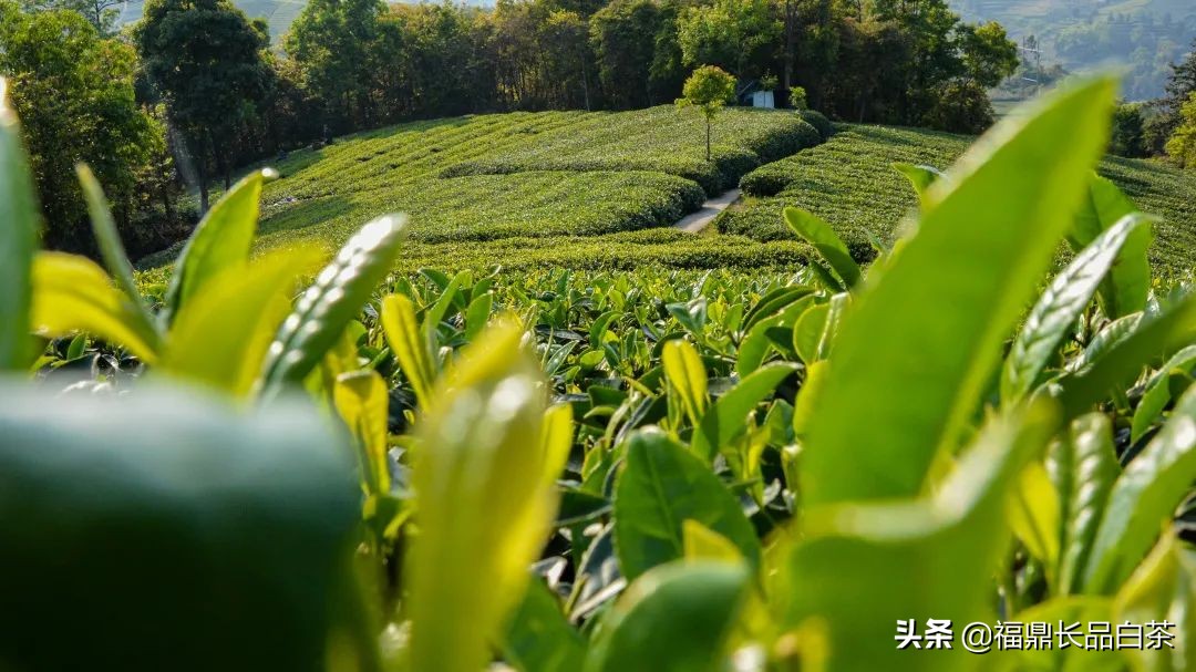 春茶正浓当酣饮,春茶尝鲜正当时