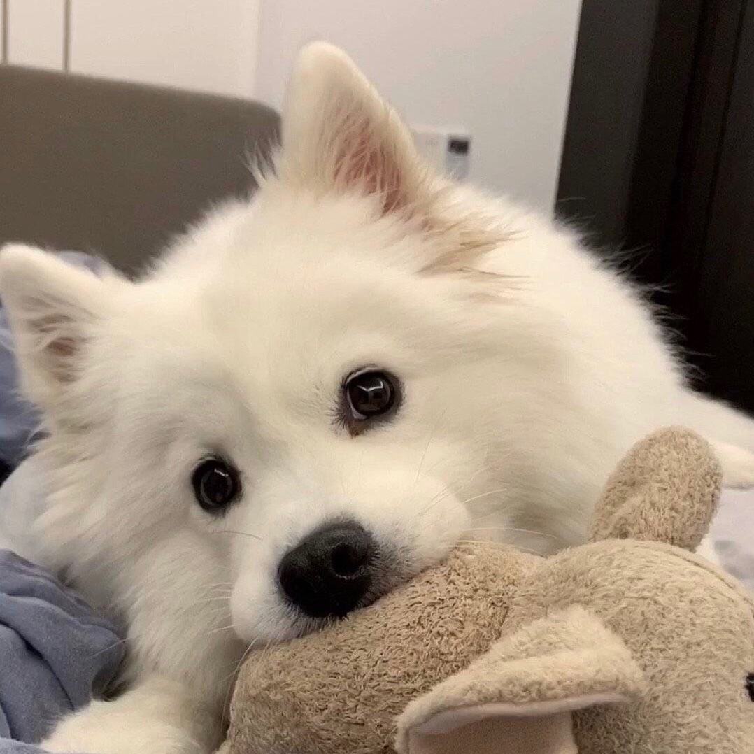 养公狗的5大好处你知道吗,养公狗的这些优势你知道吗