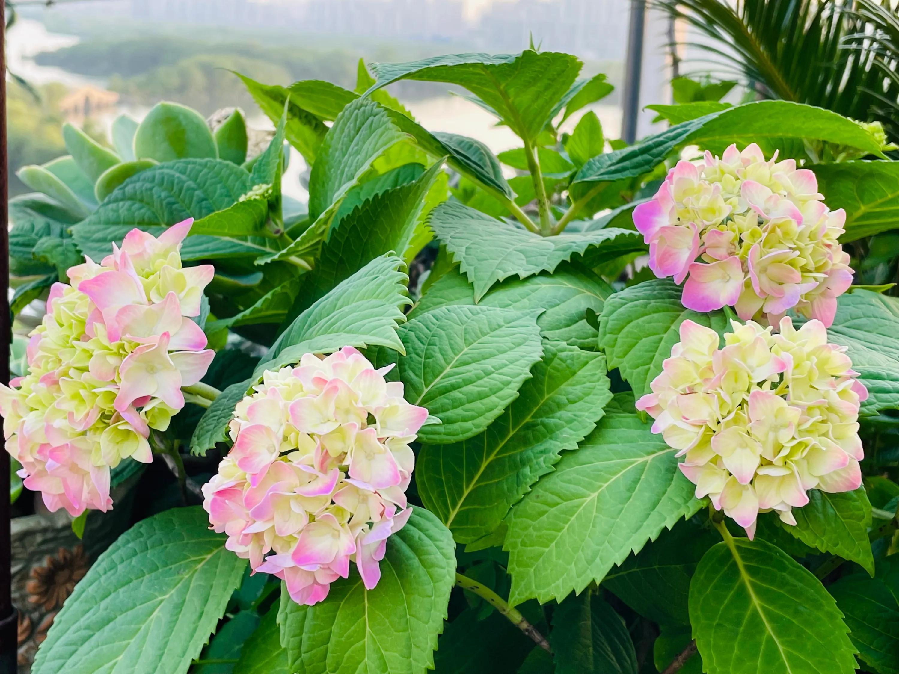 一双丝袜引发的惨案,一双袜子引发的故事