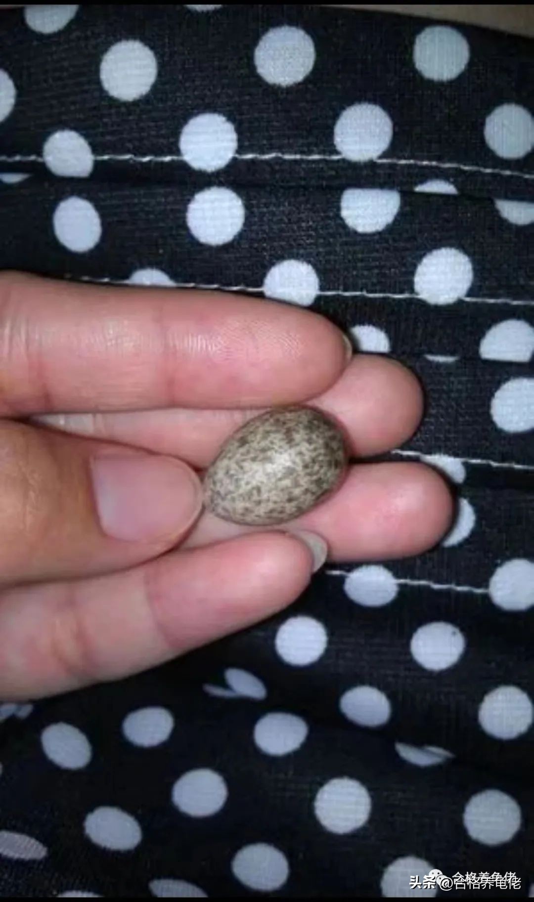 这个龟蛋事件，真是让人不知所措