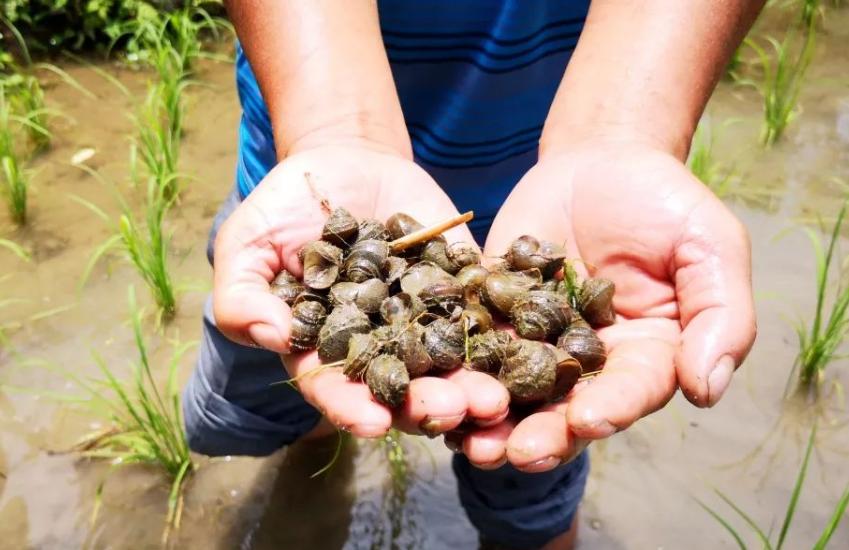 北京一对夫妻深夜下河捞田螺被抓,在河边捞300斤田螺被判刑