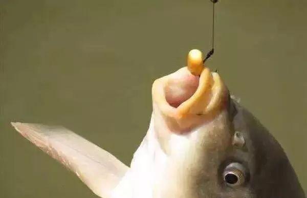 钓草鱼玉米挂钩的正确挂法,玉米钓鲤鱼挂钩正确方法图片