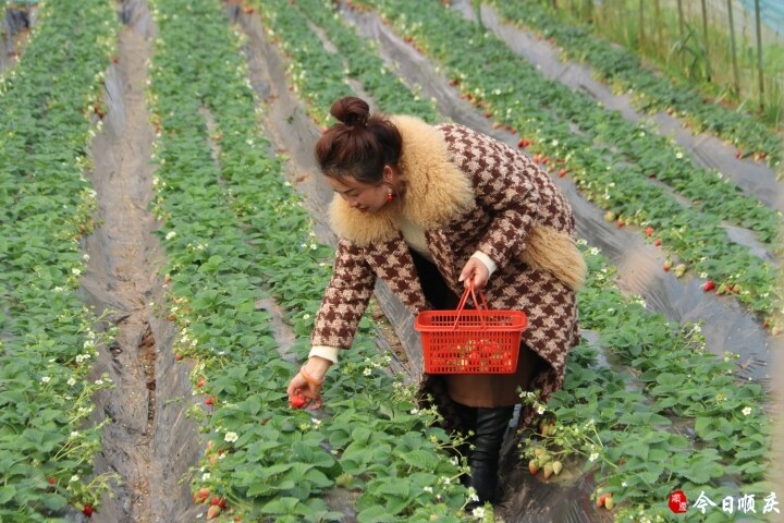 顺庆政协建议提案,凝心聚力用心用情办好民生实事