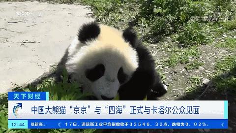 小学生能懂的世界杯小知识,世界杯让孩子了解的知识