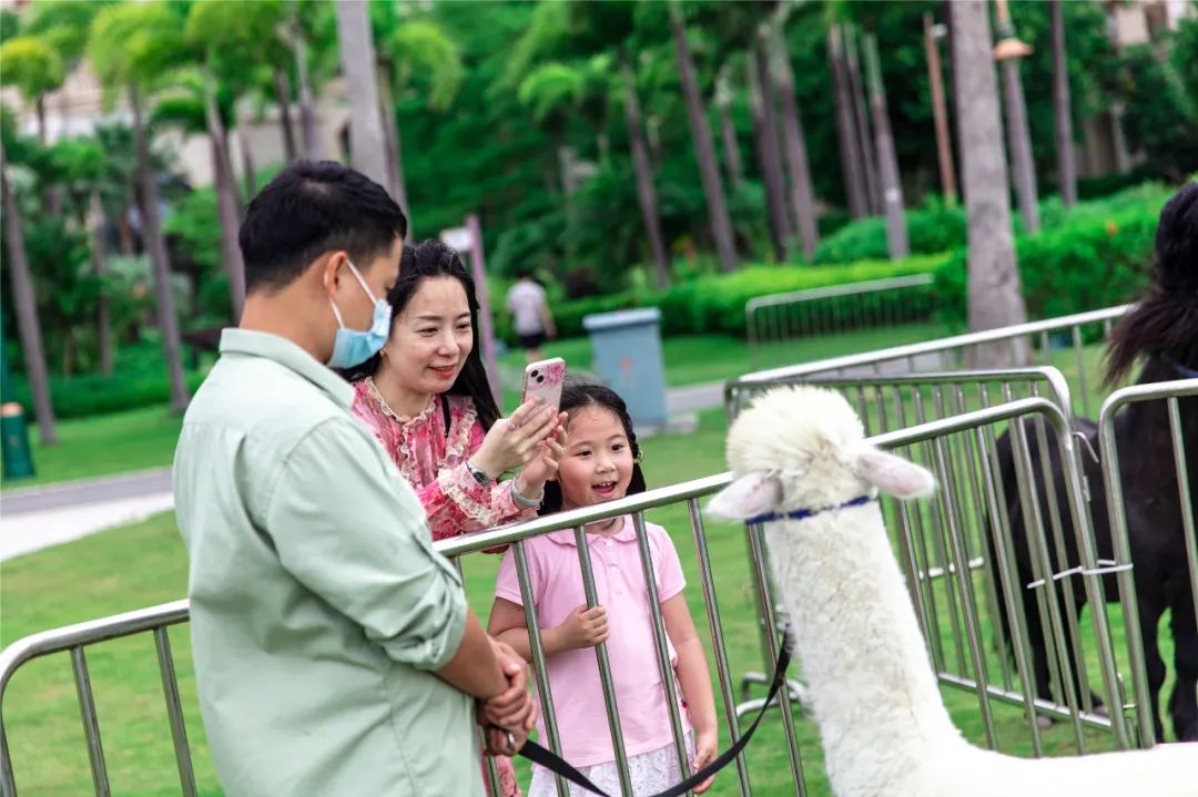 珠海长隆竟然开露营！海边下午茶、篝火音乐会、还能撸火烈鸟