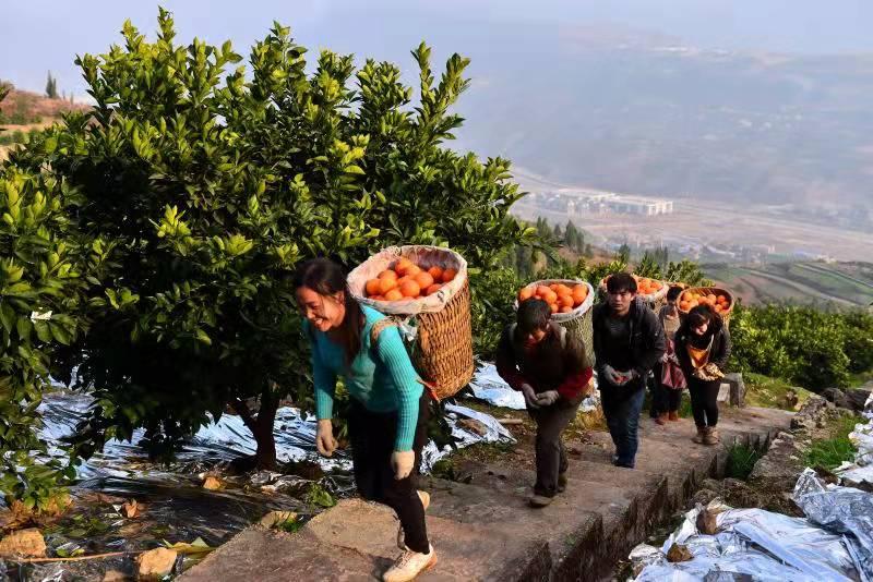 奉节脐橙助农,助农扶贫奉节脐橙