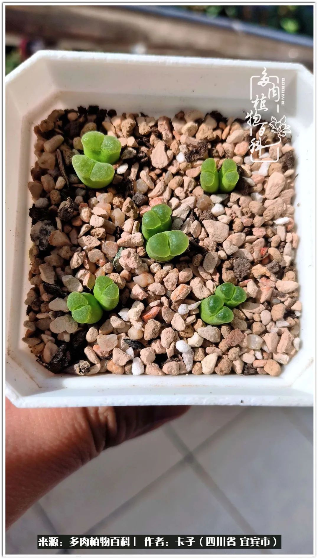 送我一轮明月文案,送我一轮明月