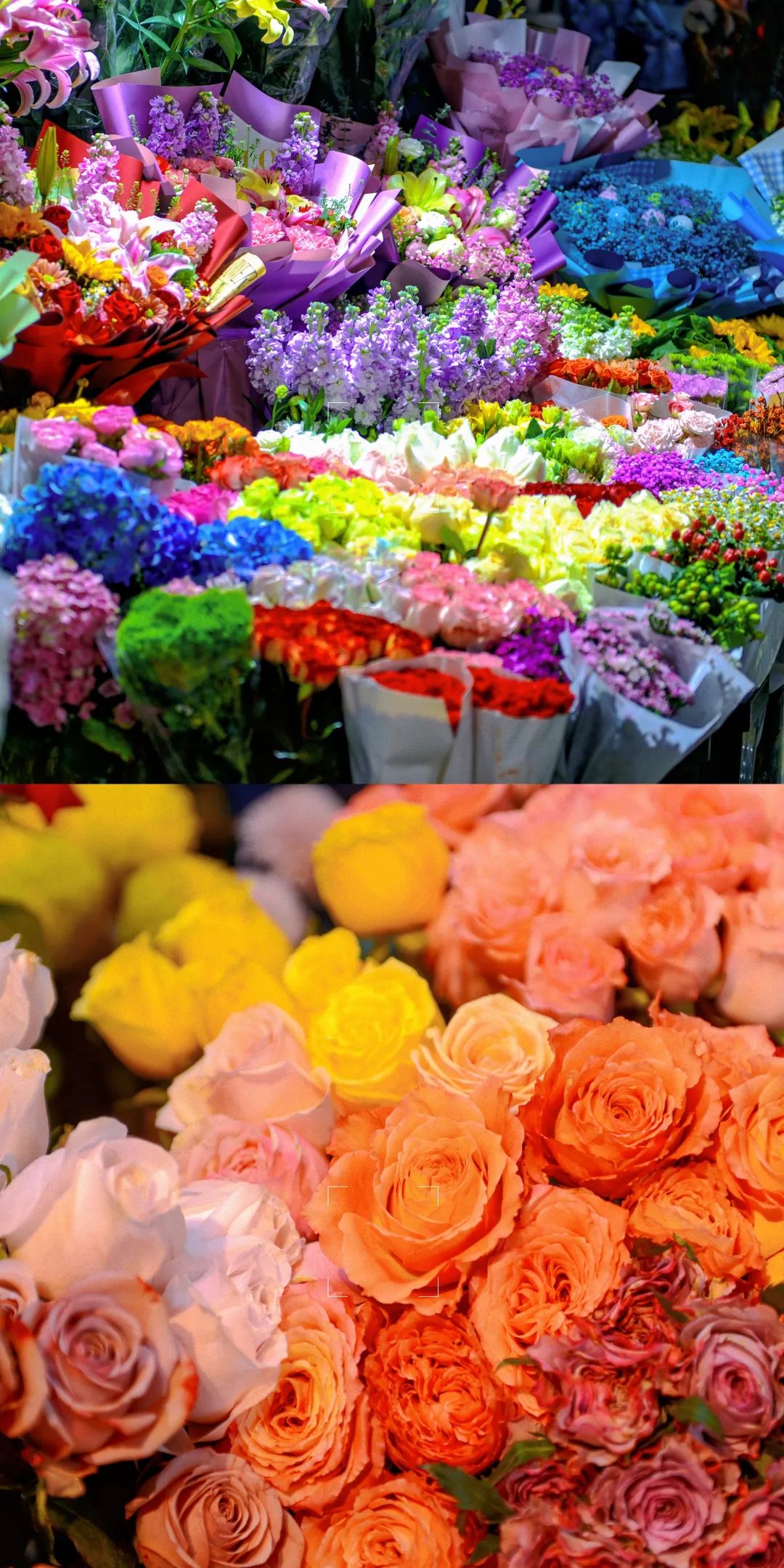 济南春天看花好去处,来济南买金子