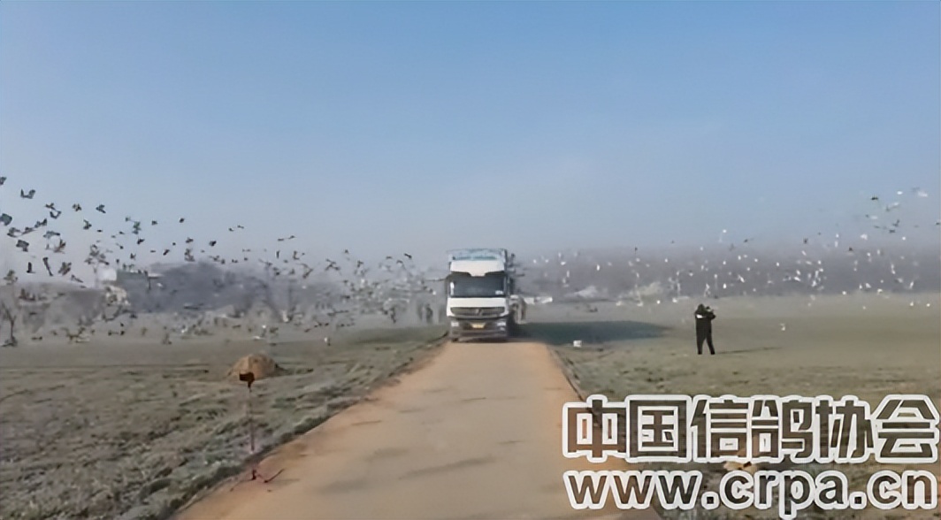 今年鸽子比赛归巢率,泰山国际赛鸽公棚500公里归巢数据