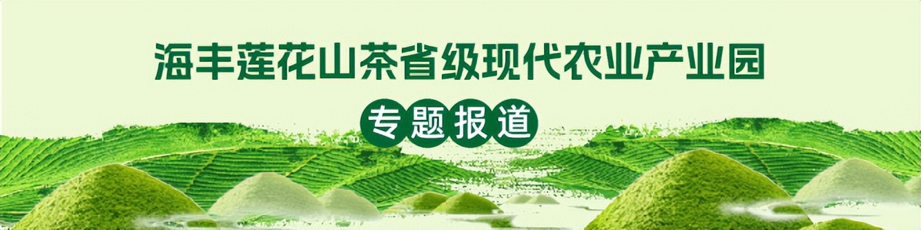 五指嶂茶业：辐射带动，助茶农户均增收近万元丨海丰县莲花山茶产业园系列报道⑫