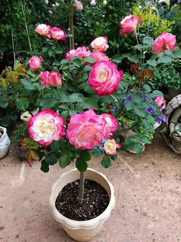 南洋红双喜花开富贵,红双喜双喜临门