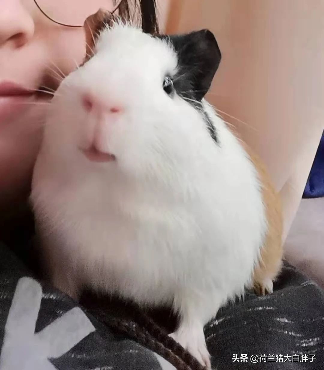 荷兰猪呼吸道感染是怎么导致的,荷兰猪呼吸道问题