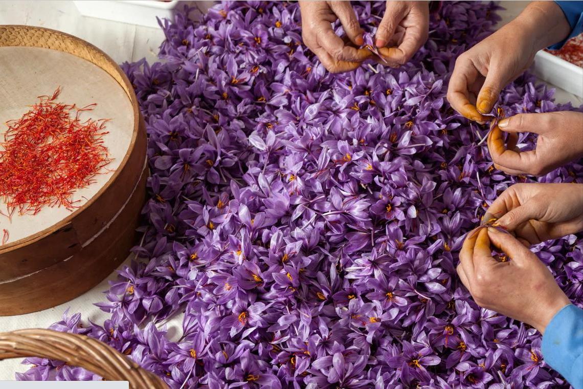 家里自己种的藏红花有那么贵吗,藏红花那么贵为什么没人大量种植