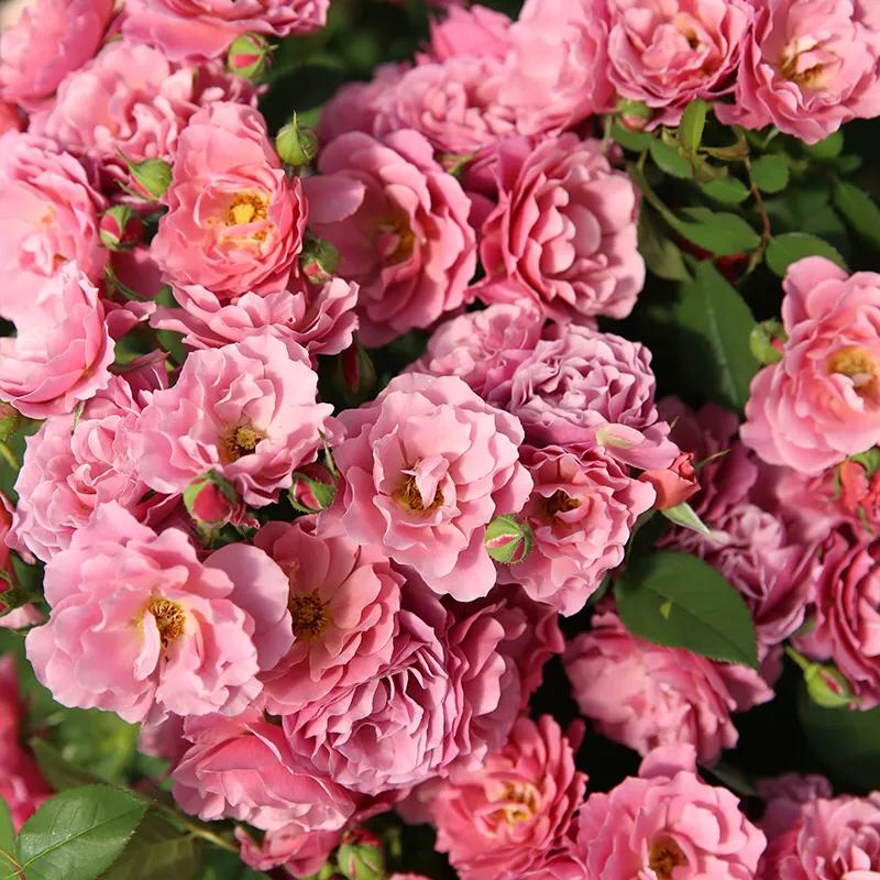 葵系列的月季,高贵浪漫的仙女月季