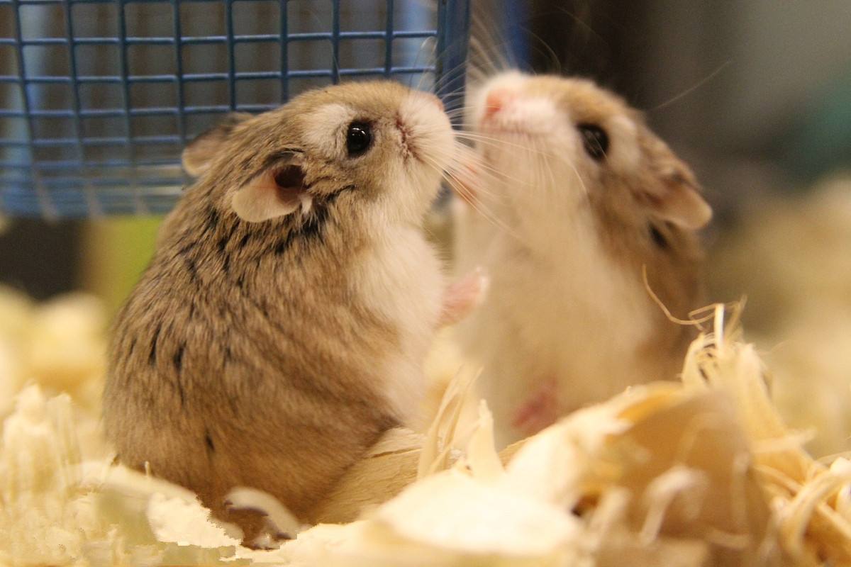 怎样解决仓鼠挑食的毛病,如果仓鼠挑食该怎么办
