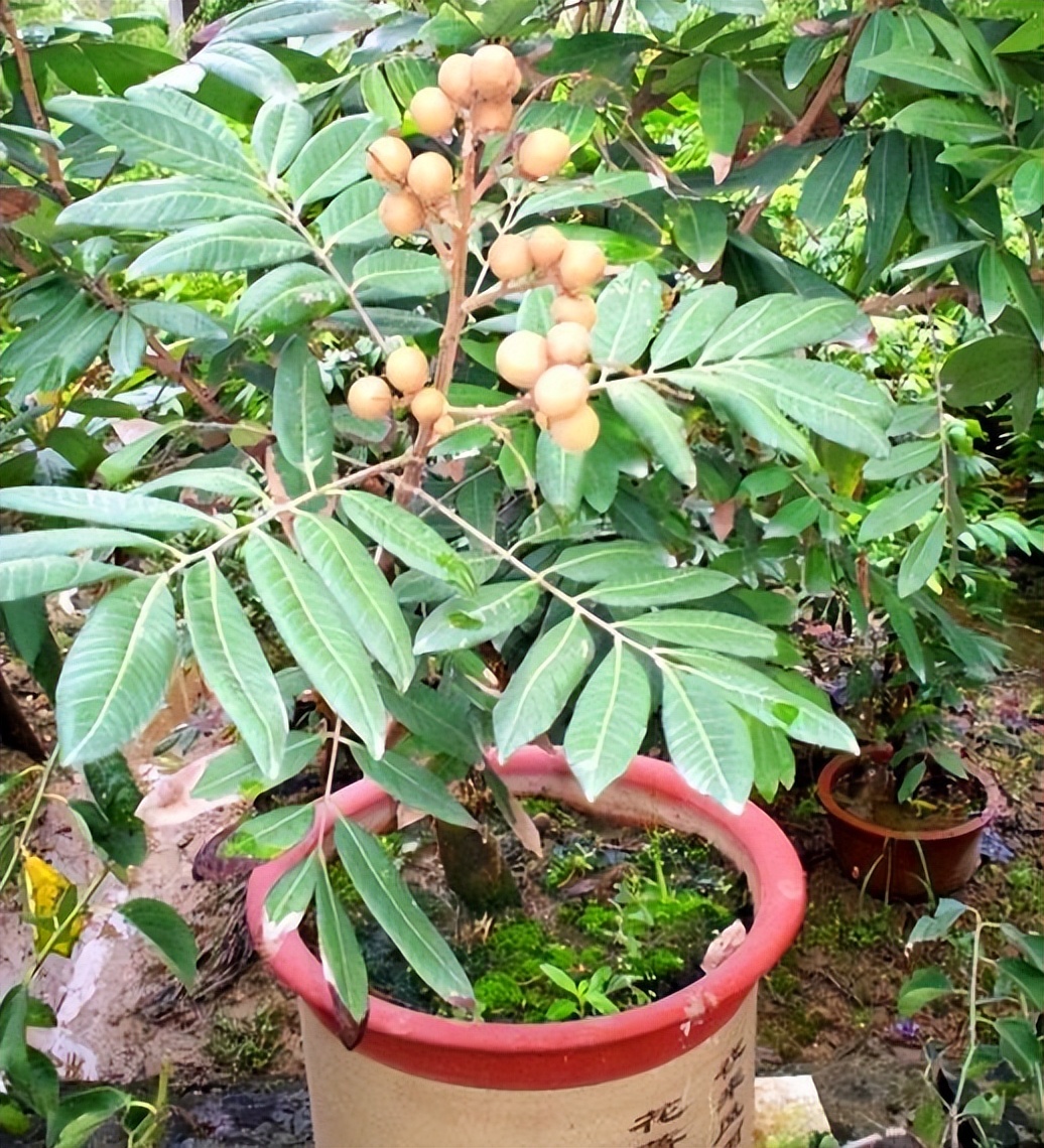 吃剩的果核先别扔可以养成小盆栽,果核怎么变成盆栽