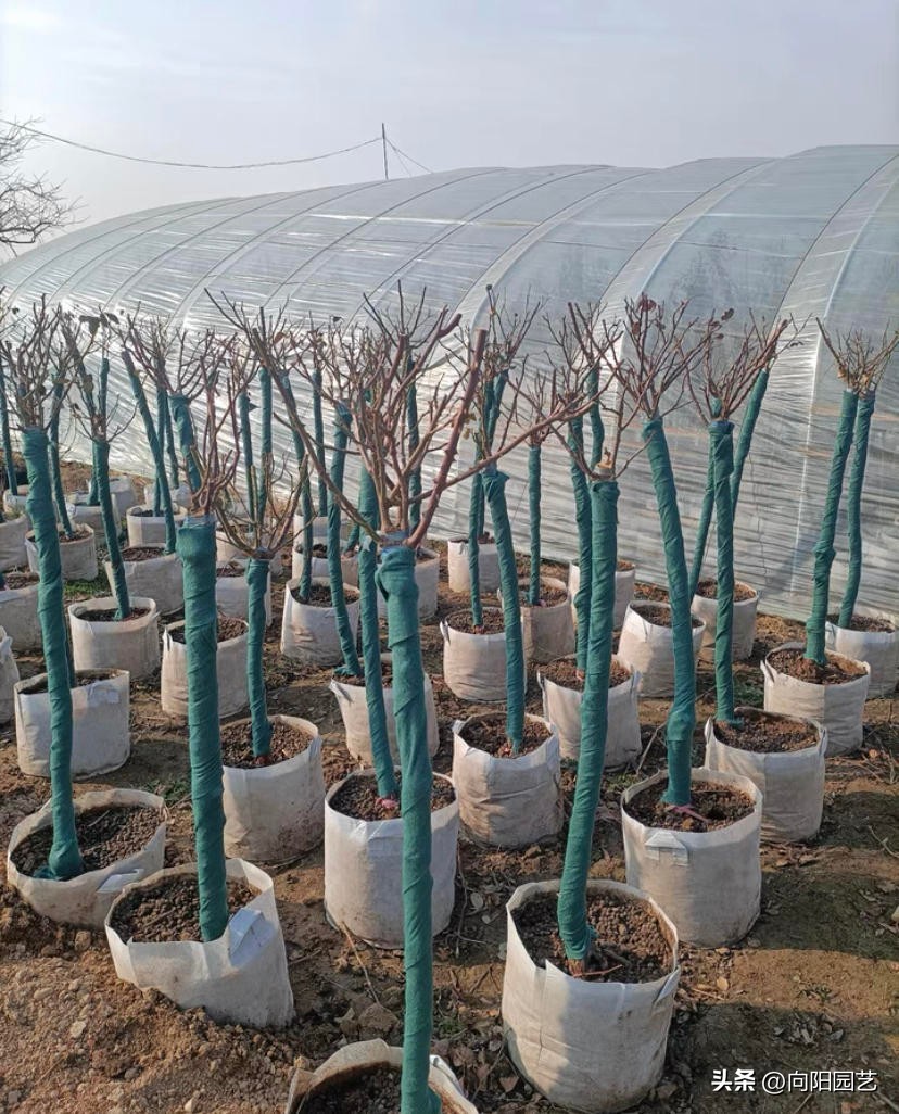 月季嫁接月季哪种方法成活率高,给野月季嫁接微月季有市场前途吗