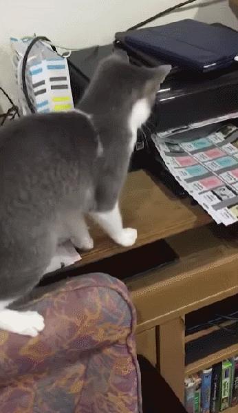 据说养猫超过3年，铲屎官都会变成神经病？