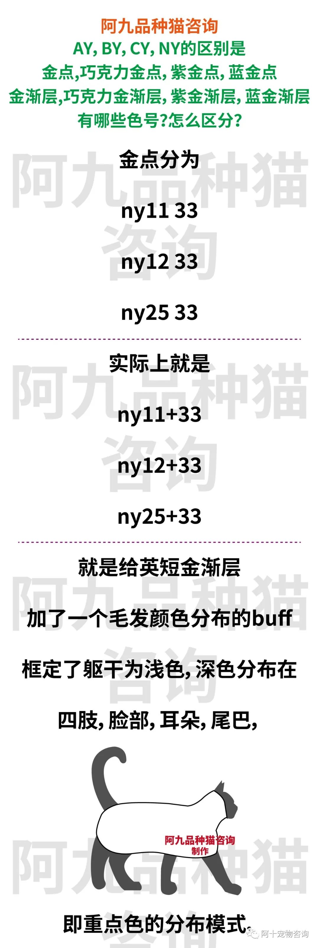 英国短毛猫蓝金渐层特征,英国短毛猫金渐层十一色