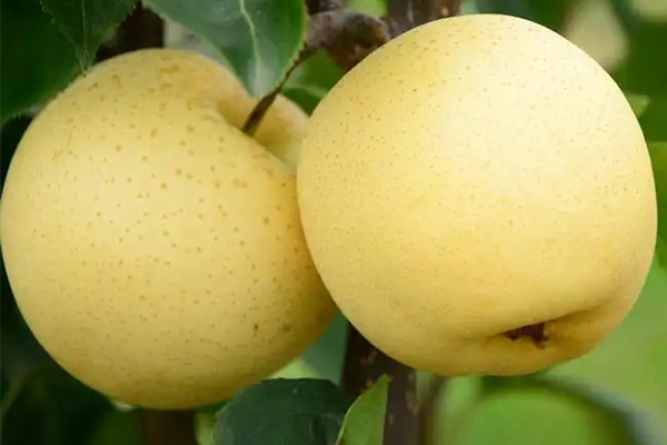 梨都有哪些品种什么梨最好吃,常见30种梨的区别及口感