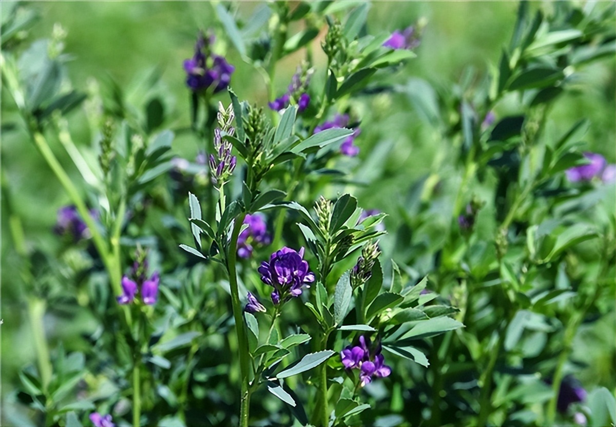 蒙牛沙漠有机奶是真的沙漠奶吗,来之不易的奶粉
