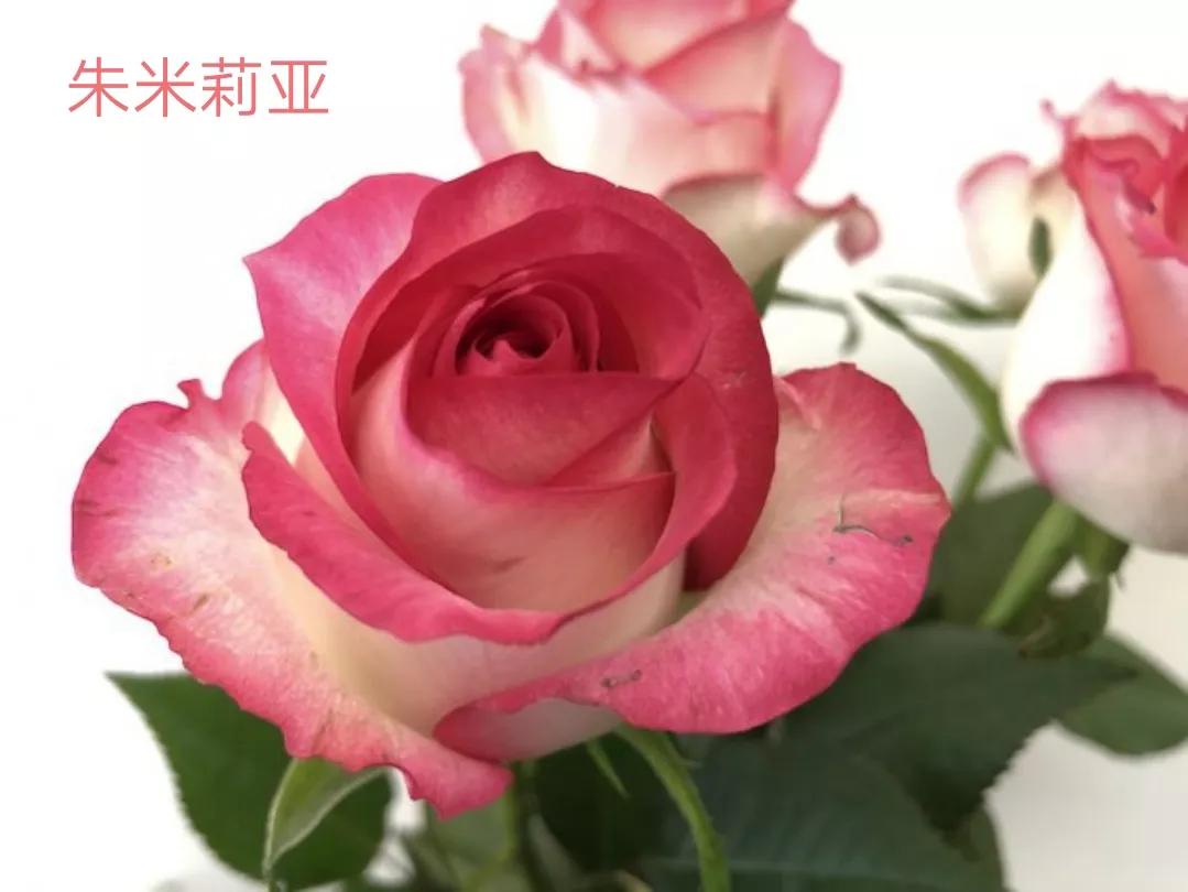 花店卖的切花月季品种,切花月季冬季修剪方法