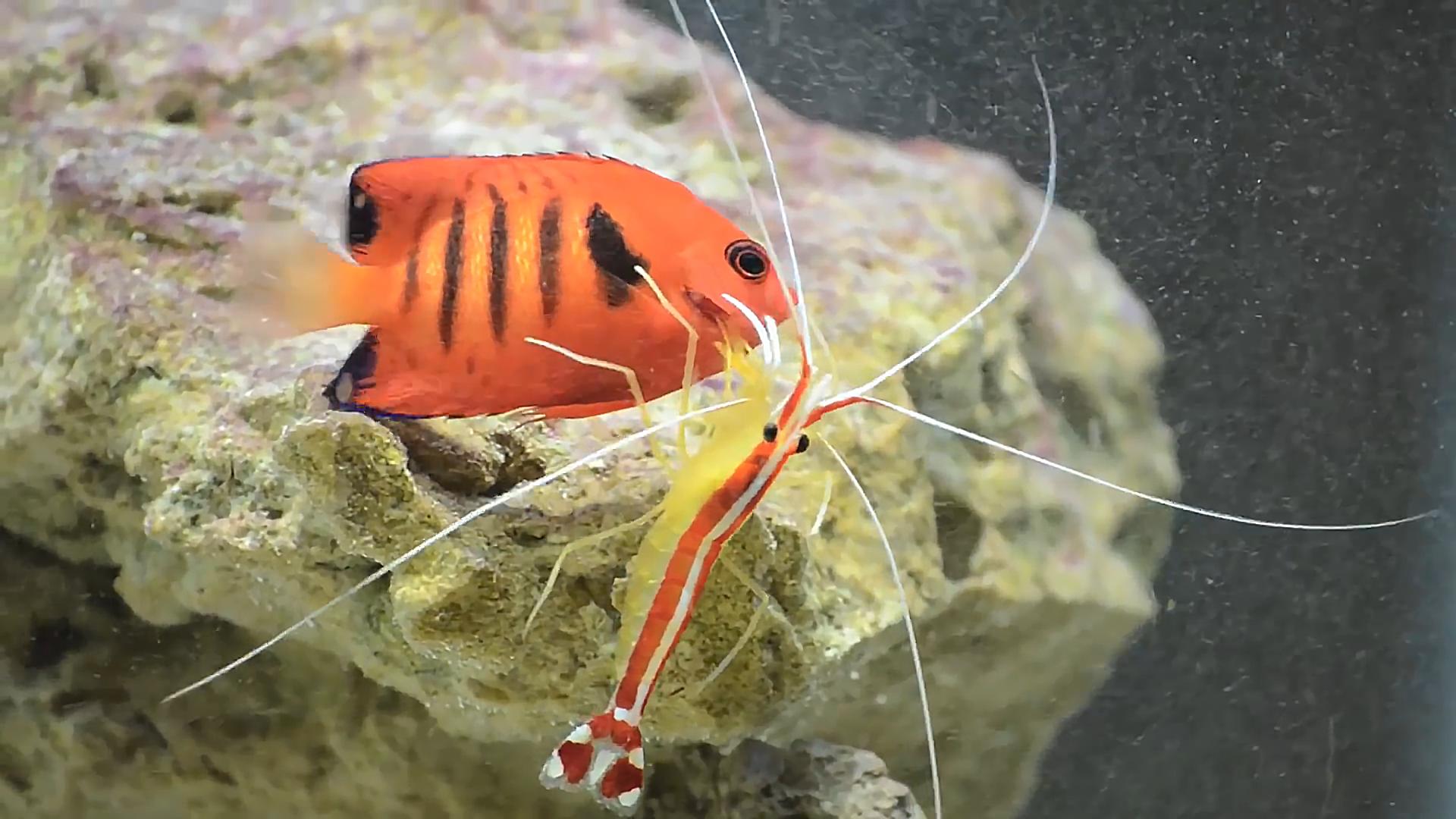 足疗小鱼真的吃死皮吗,足疗店的小鱼能吃吗