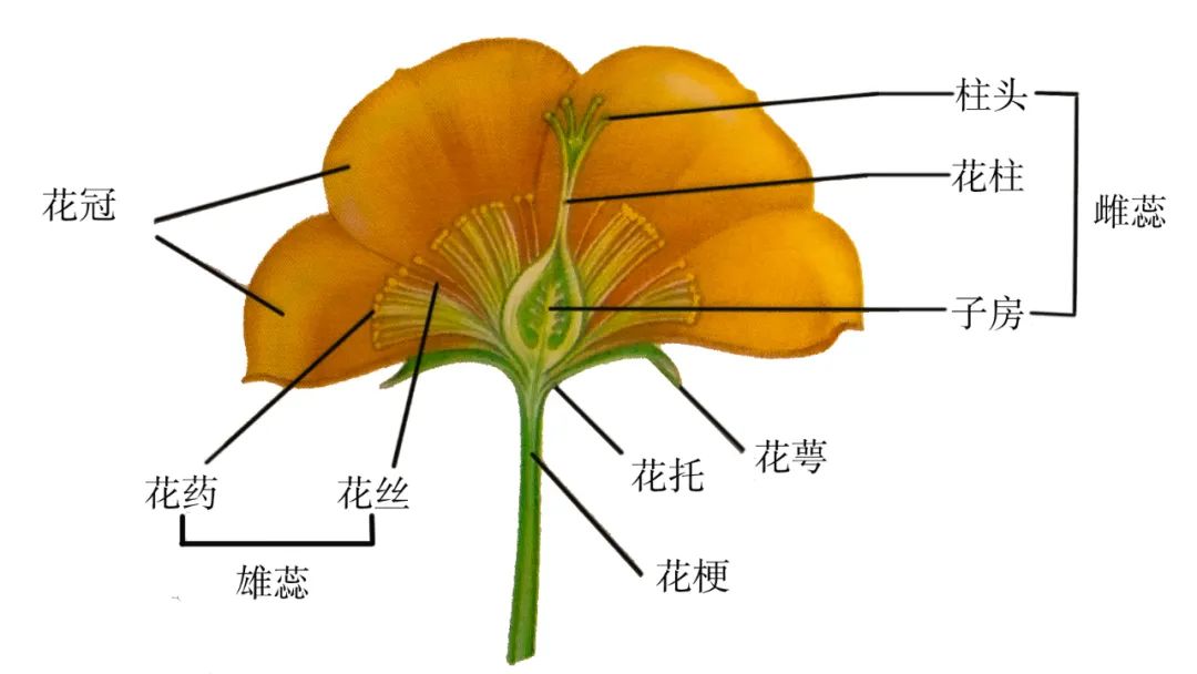 参观植物园或者公园了解常见植物,国家植物园游览指南