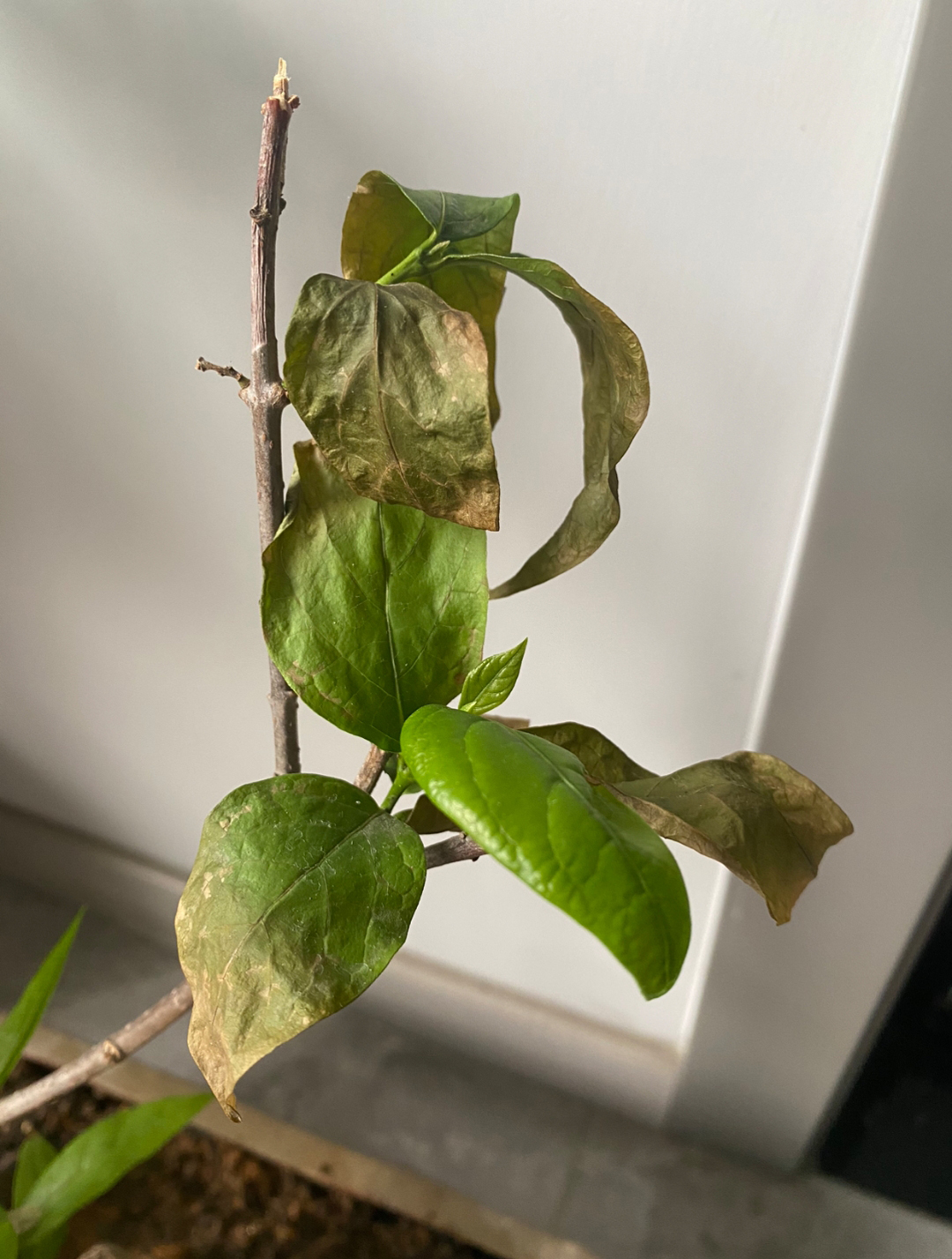 腊梅叶子尖焦枯怎么回事,素心腊梅叶子焦枯是怎么回事