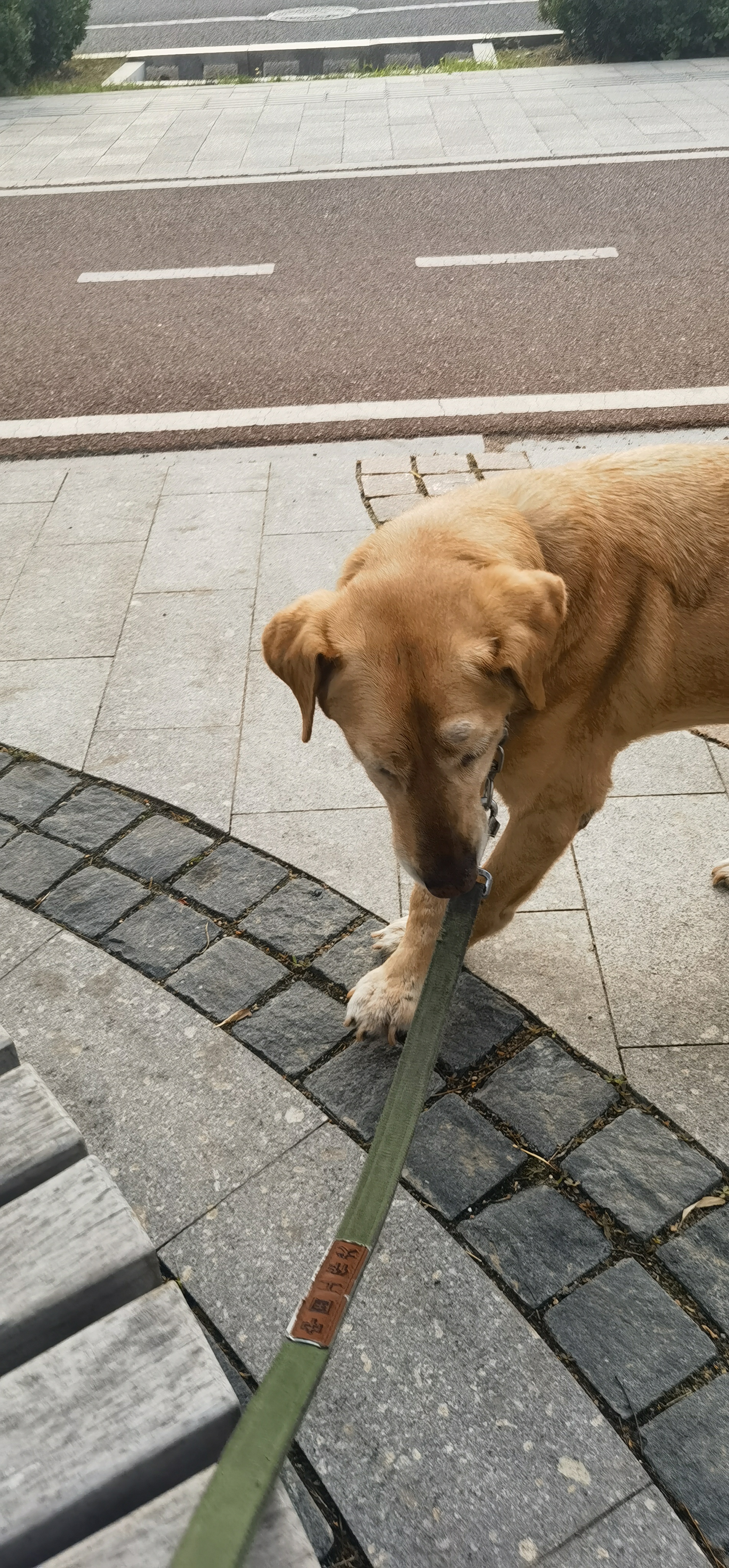 早上起来狗狗突然去世,早上起来发现狗狗死了